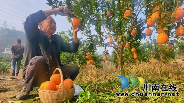 沃柑还在枝头笑,脐橙已在路上跑——纳溪区“三果联弹”奏响冬日增收曲(图1) 头1.jpg