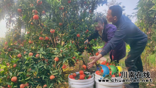 沃柑还在枝头笑,脐橙已在路上跑——纳溪区“三果联弹”奏响冬日增收曲(图2) 头2.jpg