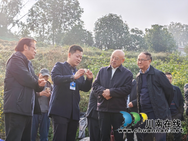 青年“双带”破解农村发展瓶颈的“金钥匙”——泸县“双带”农村青年人才工作纪实(图3) 现场讲解赤松茸(曾佐然摄).jpg