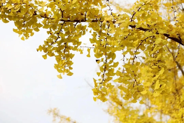 冬日限定美景!泸州:乘公交、赏银杏→(图2) 杏2.jpg