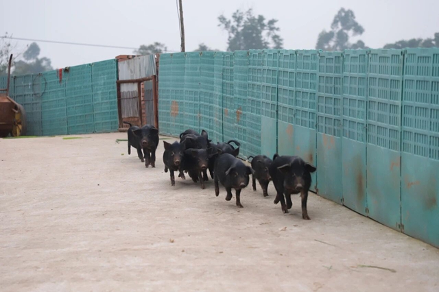 林放养 + 中药补饲！泸县天兴镇小香猪凭“土味” 出圈