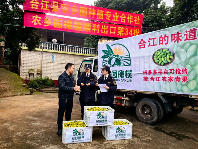 泸州橄榄自营出口规模全省第一!(图2) 2.jpg