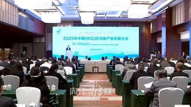 昨日，内江“一条鱼”引聚全国目光——