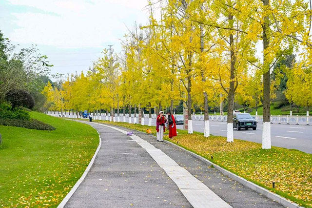 这份金黄,是冬天写给泸州的情书~(图1) 1.jpg