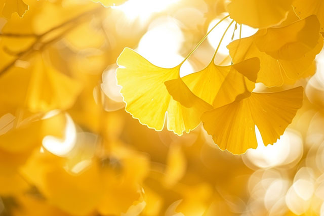 这份金黄,是冬天写给泸州的情书~(图2) 2.jpg