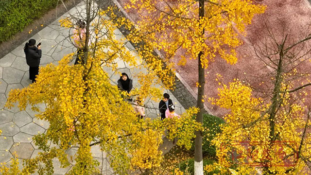 这份金黄,是冬天写给泸州的情书~(图12) 12.jpg