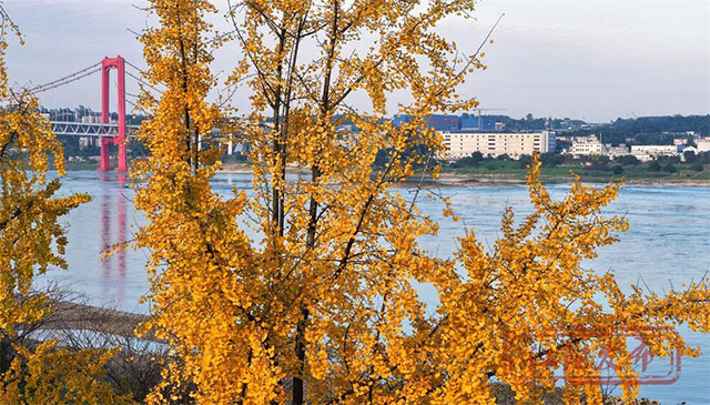 这份金黄,是冬天写给泸州的情书~(图13) 13.jpg