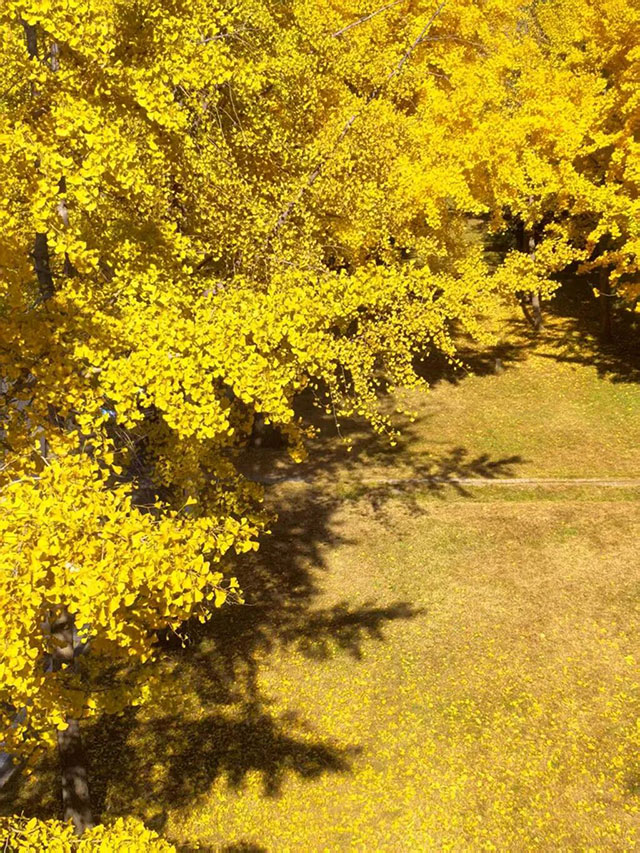 这份金黄,是冬天写给泸州的情书~(图5) 5.jpg