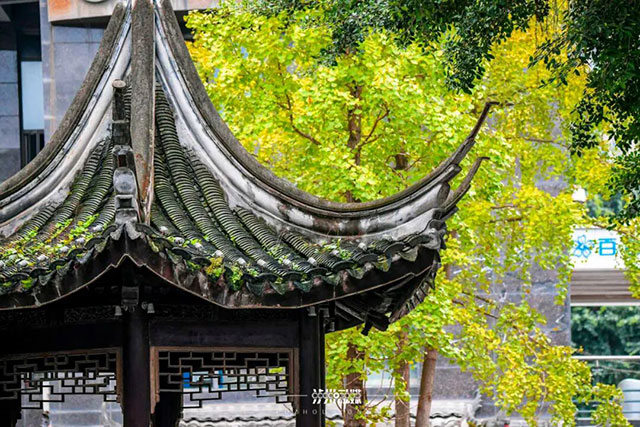 这份金黄,是冬天写给泸州的情书~(图7) 7.jpg