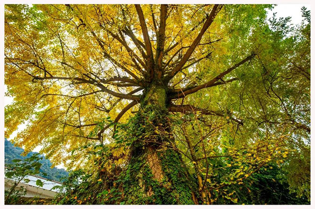 这份金黄,是冬天写给泸州的情书~(图9) 9.jpg