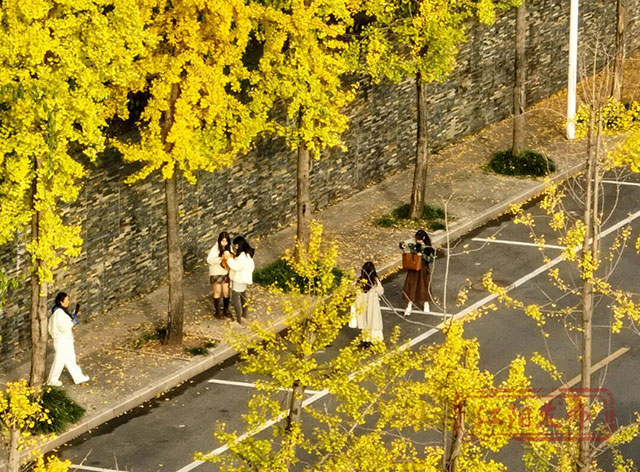 这份金黄,是冬天写给泸州的情书~(图10) 10.jpg