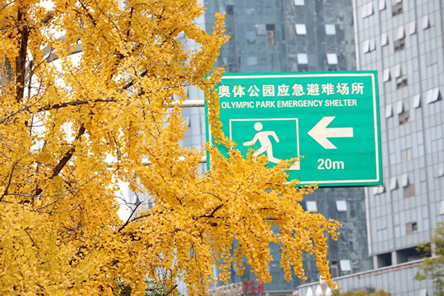 这份金黄,是冬天写给泸州的情书~(图14) 14.jpg