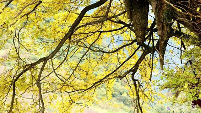 这份金黄,是冬天写给泸州的情书~(图15) 15.jpg