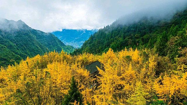 这份金黄,是冬天写给泸州的情书~(图16) 16.jpg