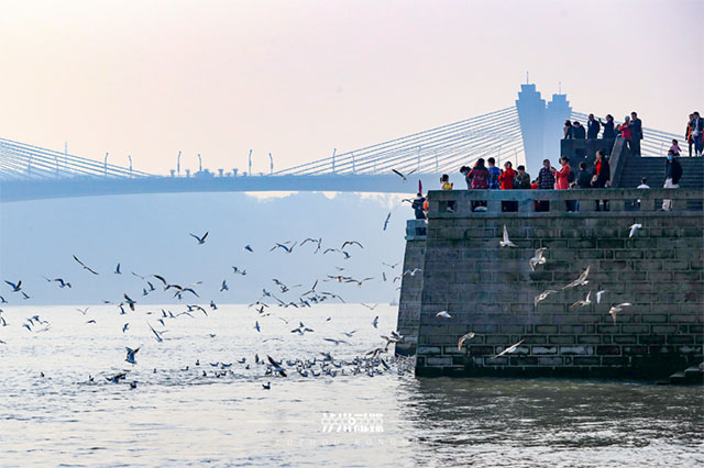 泸州：一样的“动物城”，不一样的“疯狂”