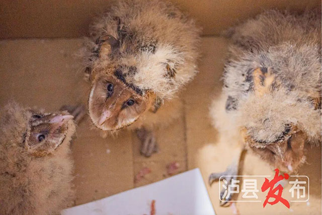 这是啥?泸县村民发现不明“猴脸动物”(图2) 2.jpg