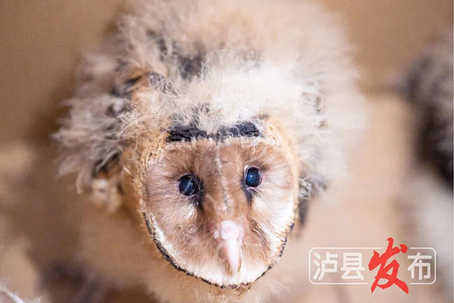 这是啥?泸县村民发现不明“猴脸动物”(图3) 3.jpg