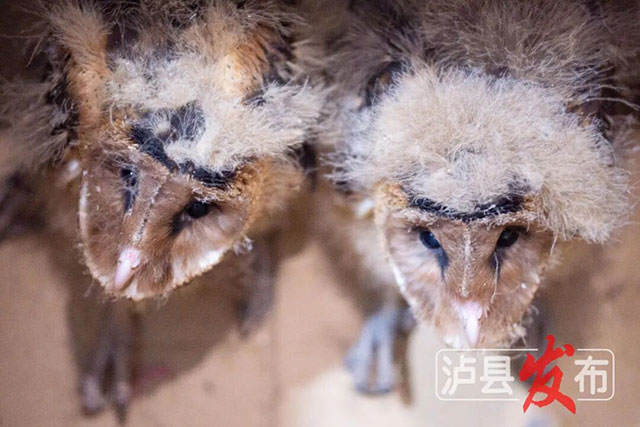 这是啥?泸县村民发现不明“猴脸动物”(图4) 4.jpg