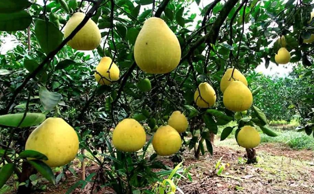 大雪节气|纳溪腊肉喷香 柚橘甜透寒天(图5) 5.jpg