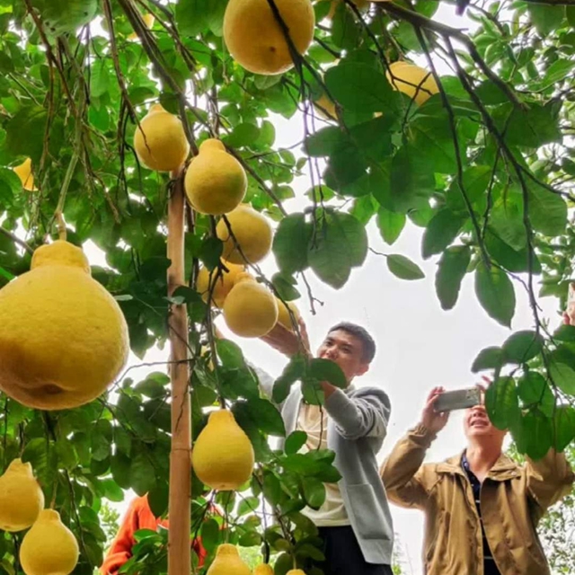 大雪节气|纳溪腊肉喷香 柚橘甜透寒天(图7) 7.jpg