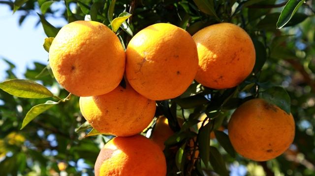 大雪节气|纳溪腊肉喷香 柚橘甜透寒天(图14) 14.jpg