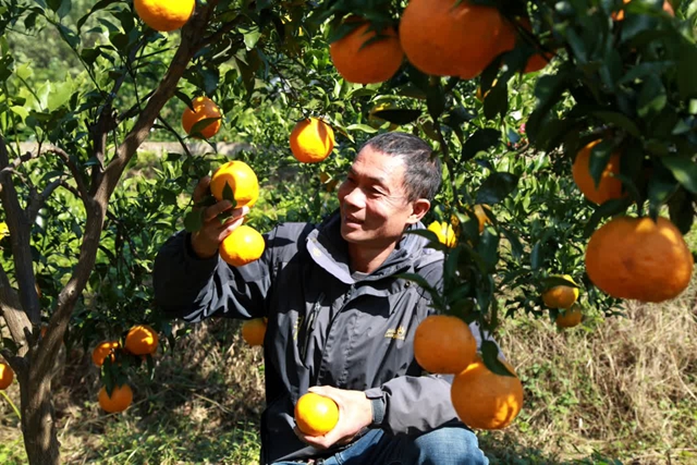 大雪节气|纳溪腊肉喷香 柚橘甜透寒天(图12) 12.jpg