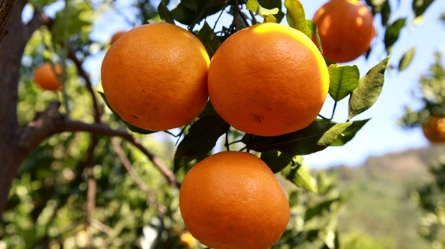 大雪节气|纳溪腊肉喷香 柚橘甜透寒天(图13) 13.jpg