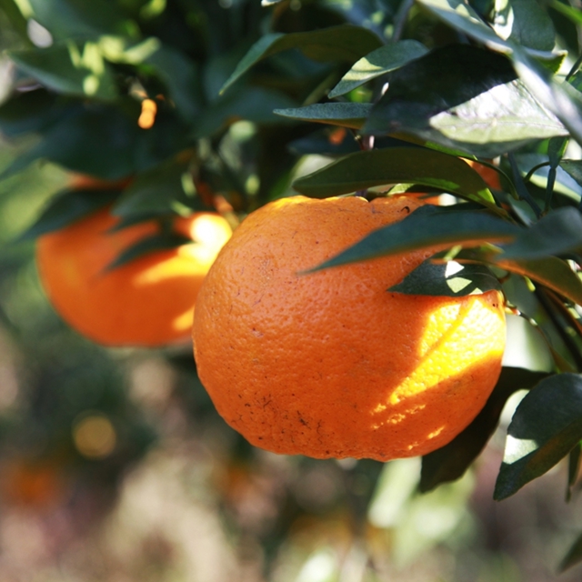 大雪节气|纳溪腊肉喷香 柚橘甜透寒天(图9) 9.jpg