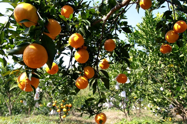 大雪节气|纳溪腊肉喷香 柚橘甜透寒天(图11) 11.jpg