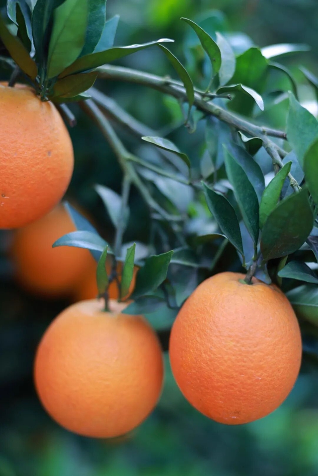 定了!12月19日-21日,古蔺邀你“橙”风破浪.......(图2) 2.jpg