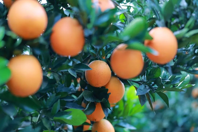 定了！12月19日-21日，古蔺邀你“橙”风破浪.......