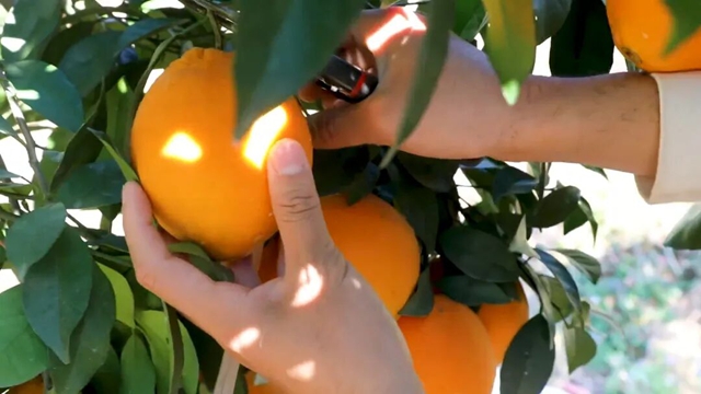 定了!12月19日-21日,古蔺邀你“橙”风破浪.......(图8) 8.jpg