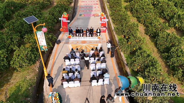 为期三天 2025年蔺州甜橙采摘季今日启幕