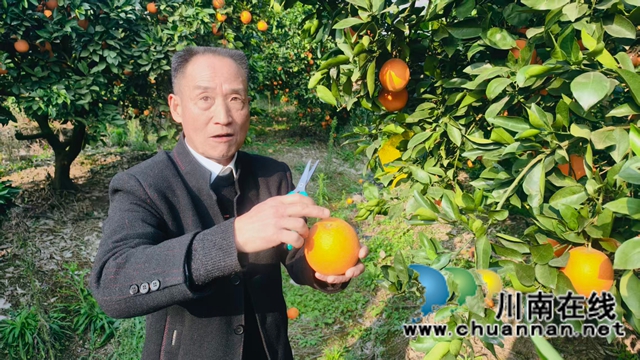 图4：种植户讲解科学采摘甜橙.jpg