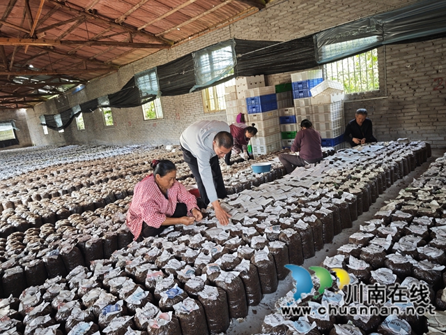 泸县返乡创业指导员李云川（左二）指导村民进行食用菌接种.jpg