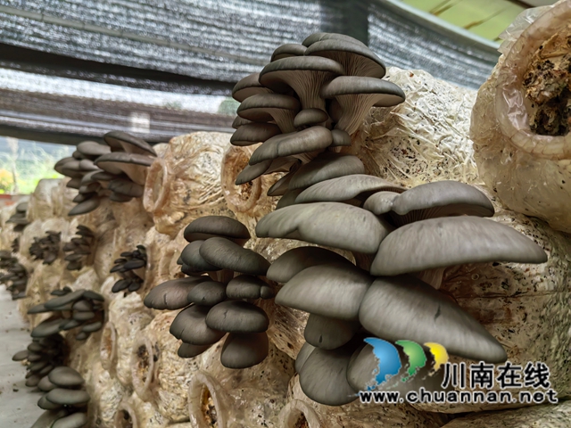 泸县返乡创业指导员李云川建立的平菇种植基地.jpg