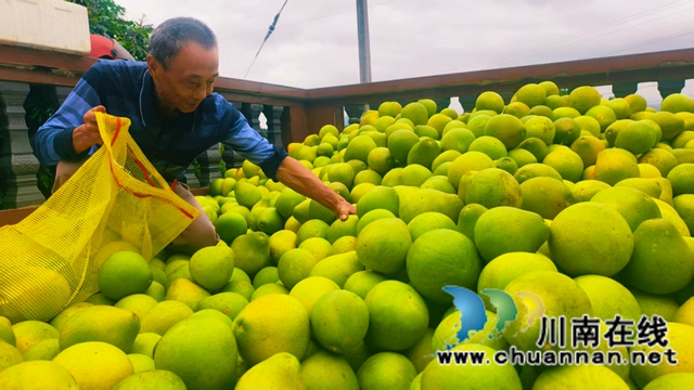图3：柚子丰收乐果农.jpg
