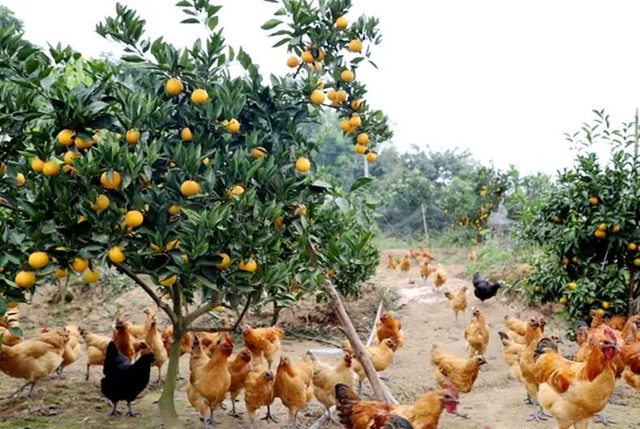 泸县云锦镇：林上挂红果 林下养土鸡的“循环账本”