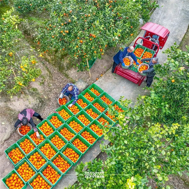 第一杯春酿，叫泸州年味