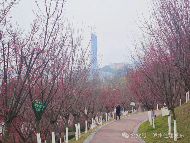 叮！你的泸州赏梅邀请函已送达
