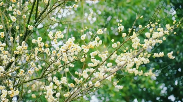 泸州的新春大片已上线,朋友圈九宫格都嫌不够放!(图11) 11.jpg