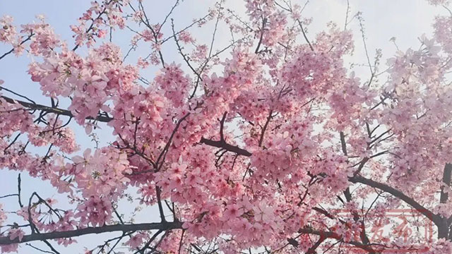 春晚《贺花神》里的这些花在泸州被唤醒了,还有重磅活动在等你→(图3) 3.jpg