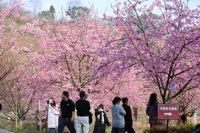 春晚《贺花神》里的这些花在泸州被唤醒了，还有重磅活动在等你→