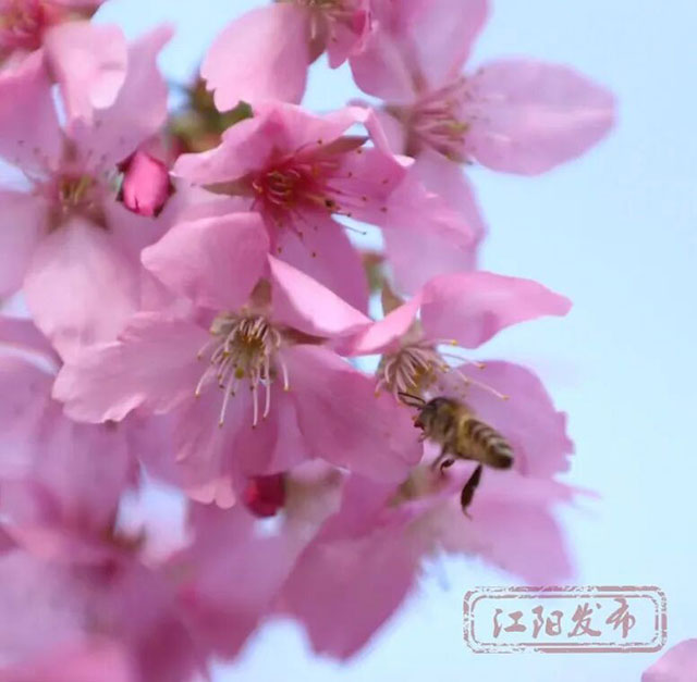 春晚《贺花神》里的这些花在泸州被唤醒了,还有重磅活动在等你→(图6) 6.jpg