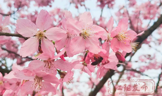 春晚《贺花神》里的这些花在泸州被唤醒了,还有重磅活动在等你→(图5) 5.jpg