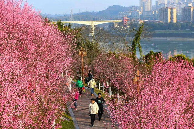 春晚《贺花神》里的这些花在泸州被唤醒了,还有重磅活动在等你→(图9) 9.jpg