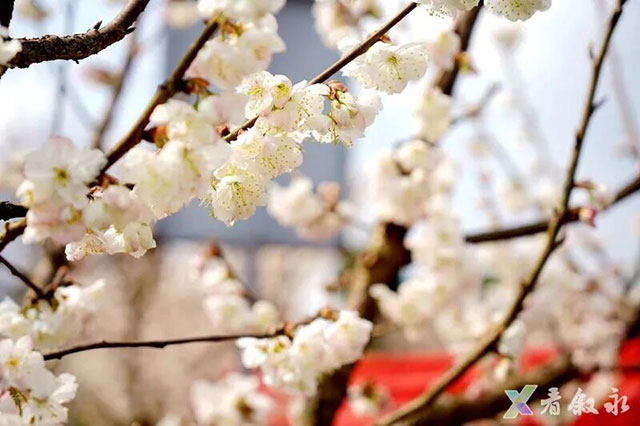 春晚《贺花神》里的这些花在泸州被唤醒了,还有重磅活动在等你→(图12) 12.jpg
