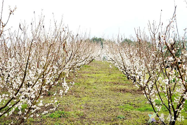 春晚《贺花神》里的这些花在泸州被唤醒了,还有重磅活动在等你→(图13) 13.jpg
