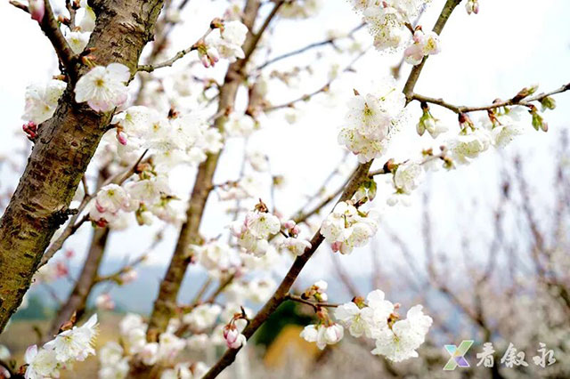 春晚《贺花神》里的这些花在泸州被唤醒了,还有重磅活动在等你→(图15) 15.jpg