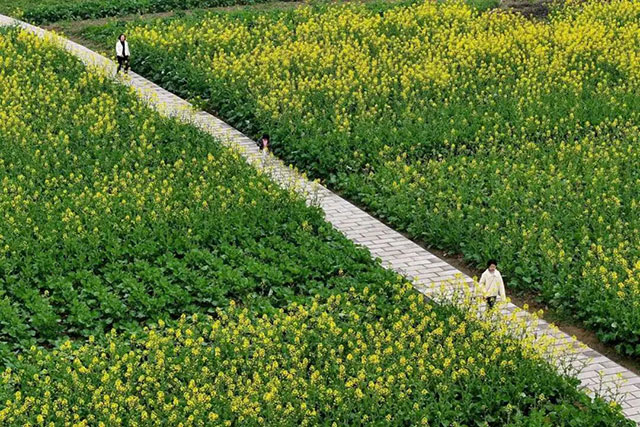春晚《贺花神》里的这些花在泸州被唤醒了,还有重磅活动在等你→(图17) 17.jpg